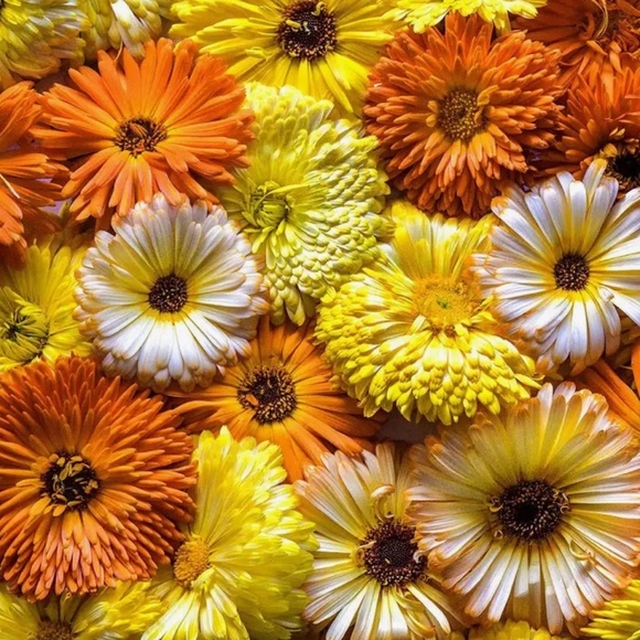 Meet your Posher, Lesley - Picture 1 of 1